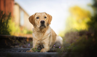 Labrador Retriever HD Animals 4k Wallpaper Image Photos And Picture