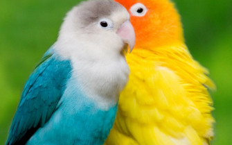 Lovely Birds Wallpaper