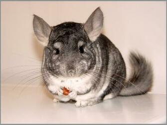 Chinchilla And Nut By Eriver