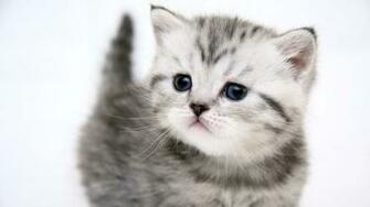 Kitten Wallpaper