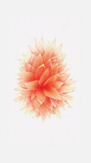 Rose Gold Wallpaper