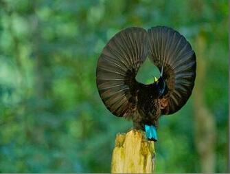 Birds Of Paradise Wallpaper For Desktop Wallpaperyork