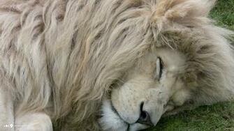 White Lion Wallpaper Pc Laptop Photos In