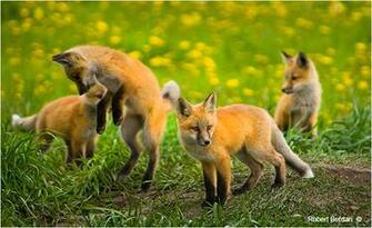 Baby Foxes Playing Soft
