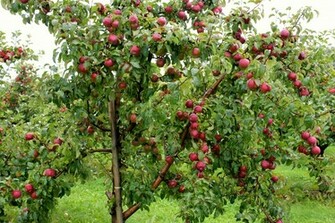 Apple Tree Wallpaper