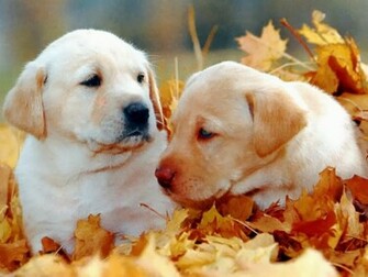 Cute Black Puppy And Autumn Leaves Widescreen Beautiful Desktop