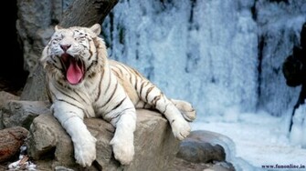 Tigers Wallpaper White Tiger
