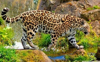 Wallpaper Leopard