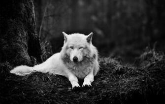 White Wolf Wallpaper