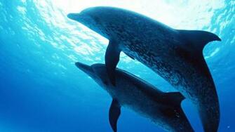Dolphins Under The Sea 1080p HD Wallpaper Source