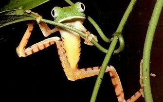 Funny Frog Wallpaper