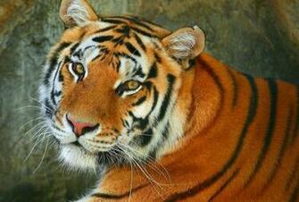 Cats Cat Tiger Fantasy Nature Predator Oriental Asian Jungle