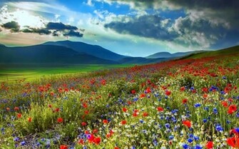 Spring Meadow Wallpaper Dark Moderate Brown HD Desktop