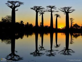 Baobab Tree Wallpaper And Background Image Net