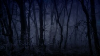 Creepy Forest Wallpaper Fog