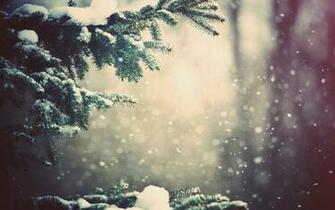 Snow On Christmas Tree Branches Nexus Wallpaper