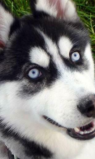 Captura De Pantalla Husky Siberiano Wallpaper Para Android