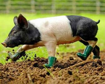 Baby Pigs Wallpaper Pig HD