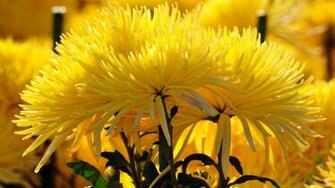 Image Wallpaper Beautiful Flowers Chrysanthemum