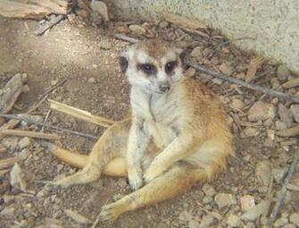 Image Meerkat Animals