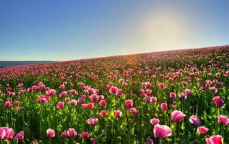 Wallpaper Flower Field Hill Poppy Desktop Nature