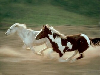 Horse Wallpaper Arabian Beautiful
