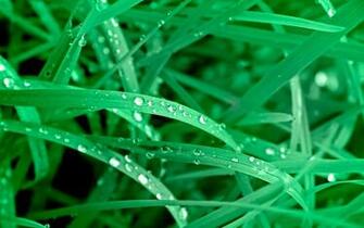 Vivid Green Leaves Wallpaper And Image Pictures