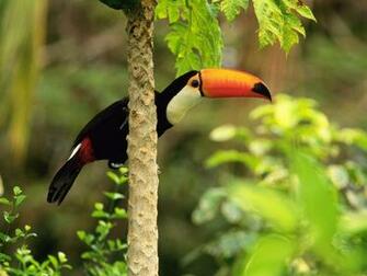 Birds Wallpaper Bird
