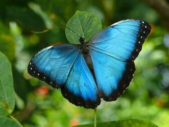 Butterflies Image Beautiful HD Wallpaper And Background