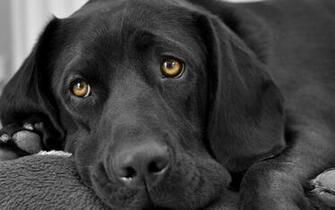 Black Labrador Pictures