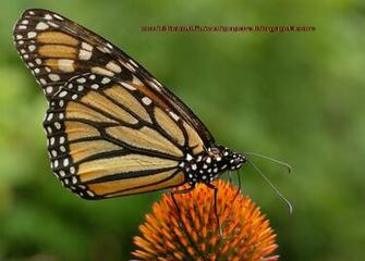 Beautiful Wallpaper Butterflies