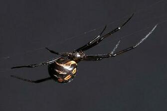 Black Widow Spiders Deadly Arachnida Fatal Image Pictures Wallpaper