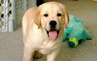 Animals Beautiful Happy Labrador Dogs HD Desktop