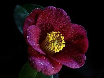 Maroon Flowers Wallpaper