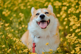 Celebrate Spring With Your Dog Bayside Animal Hospital