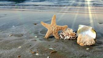 Cool Seashells Wallpaper For