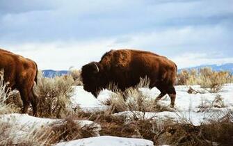 Desktop HD Wallpaper S American Bison