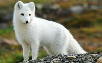 Tag Arctic Fox Wallpaper Background Photos Image And Pictures