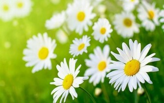 Daisy Flower Wallpaper And Make This For Your