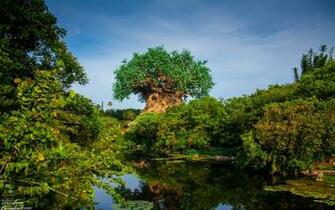 Tree Of Life At Disney S Animal Kingdom Computer Wallpaper Desktop