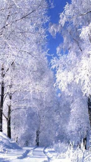 Winter iPhone Wallpaper