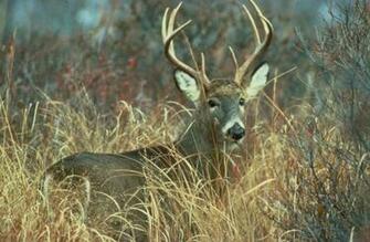 Picturespool Deer Pictures Wildlife Animals