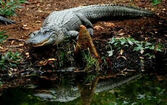 Crocodile HD Wallpaper