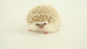 Cool Animal Background Wallpaper HD