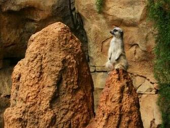 Wallpaper 3d Top Ten Beaches Friends Meerkat