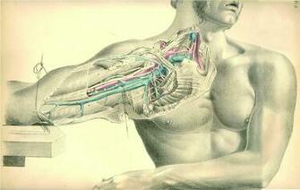Anatomy HD Wallpaper General