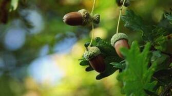 Acorns Wallpaper