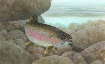 Drawing Of Fish With Open Mouth Bent Body And Stones In Background