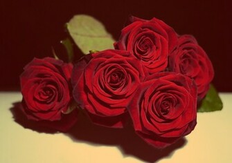 Wallpaper Roses Red Rose Love In Romantic Romance Gift