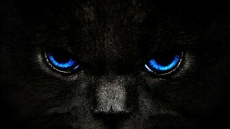 Black Cats HD Wallpaper